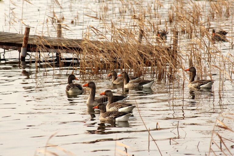 Mapping out rest stops for migrating birds