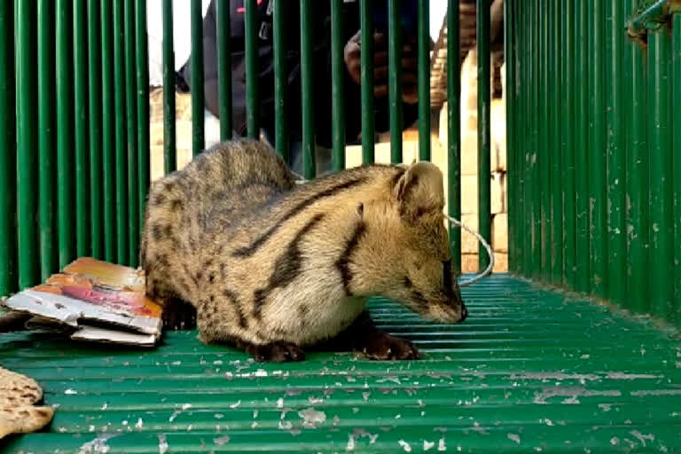 જૂનાગઢ: કેશોદમાં વીજ વણીયાર નામનું દુર્લભ પ્રાણી પકડાયું