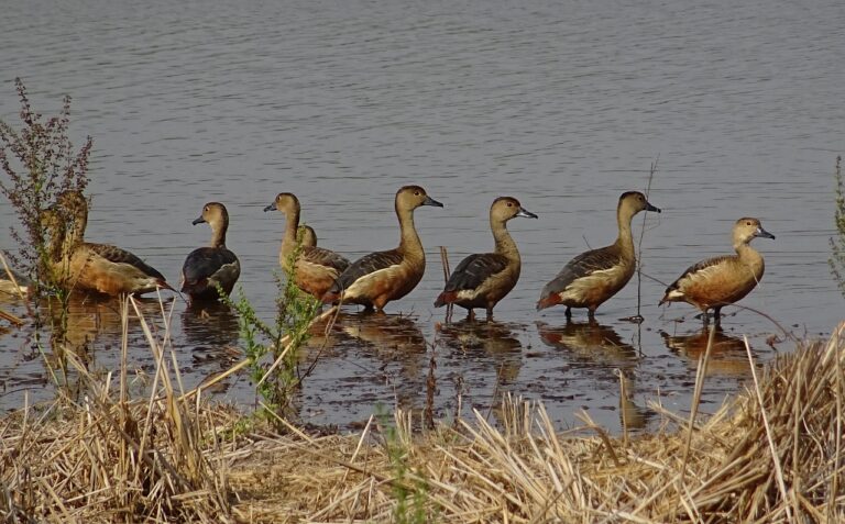 આ સ્થળ ખાતે વિદેશી પક્ષીઓ ઉતરી આવતા હવે તેની ઓળખ ‘ડક લેક’ તરીકે થઈ
