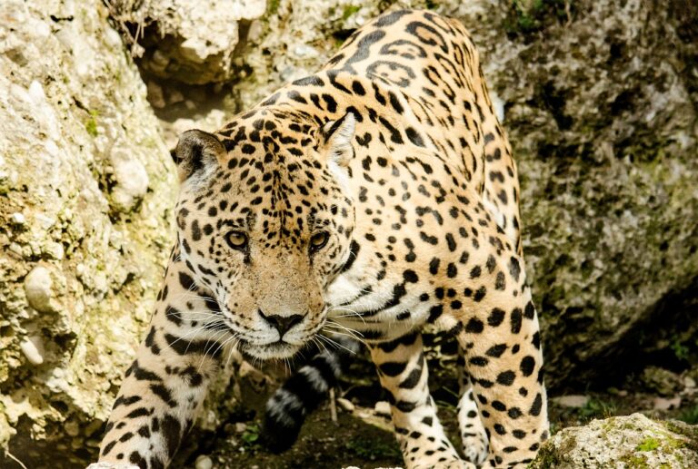 How are jaguars different from leopards?