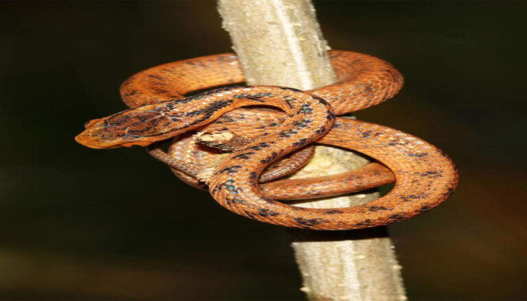 Researchers discover new species of snail-eating snake in Arunachal Pradesh