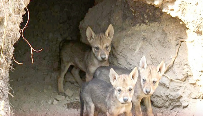 રાજકોટ: પ્રદ્યુમન પાર્ક ઝૂમાં ભારતીય વરૂ (નાર)એ ચાર બચ્‍ચાને જન્‍મ આપ્યો