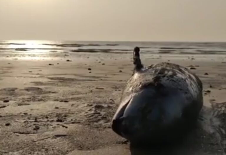 ગુજરાતના આ દરિયા કિનારે મૃત ડોલ્ફિન દેખાતા કૂતુહલ સર્જાયું