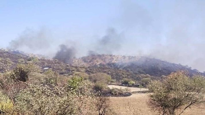 એશિાટીક સિંહના નિવાસસ્થાન: મિતિયાળા અભ્યારણ્યમાં લાગેલી આગ કાબુમા