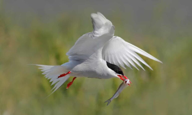 Spring flowers in autumn, birdsong in winter: what a freak year for nature