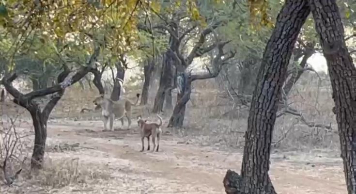 સાસણ ગીરમાં કૌતુક સર્જાયું: જંગલનો રાજા એક શ્વાનથી ડર્યો ? જંગલની અજીબ ઘટના