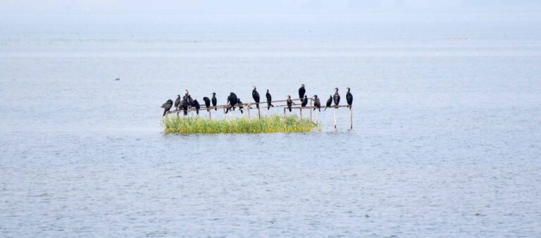 વડોદરા: વઢવાણા તળાવ ખાતે વનવિભાગ દ્વારા 29મી પક્ષી ગણતરી કરવામાં આવી