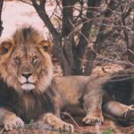 lion-2591933_1280