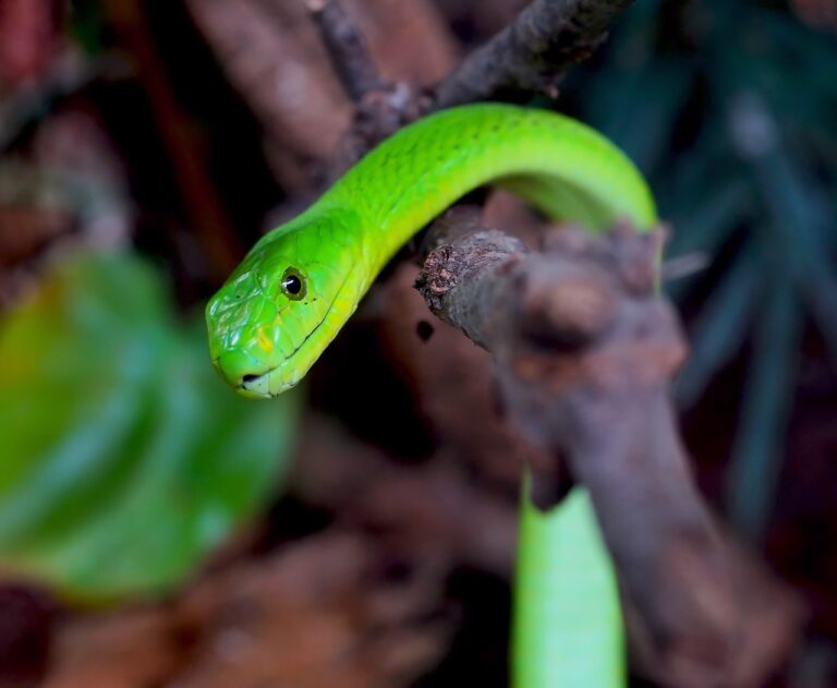 Learn about the Green Mamba Snake, as the name implies