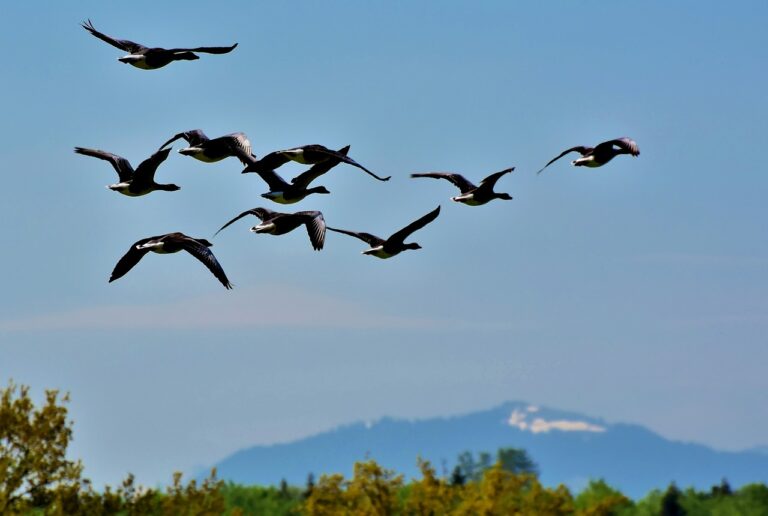 336 migratory birds reported dead in Himachal’s Pong Dam Wildlife Sanctuary