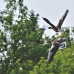 wild-geese-4477448_1280