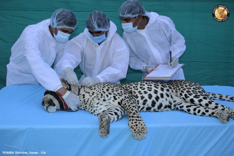 દીપડાઓ પર કોલર આઈડી: એક મનોવૈજ્ઞાનિક અભ્યાસ અને સંશોધન