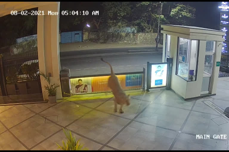 સાસણ ગીર: જૂનાગઢમાં એશિયાટીક સિંહે ફાઈવ સ્ટાર હોટલમાં લટાર મારી