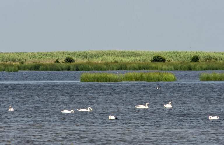 ગુજરાતના આ પક્ષી અભ્યારણ્યમાં 2021માં હજારો માઈલ અંતર કાપી આવ્યા વિદેશી પક્ષીઓ