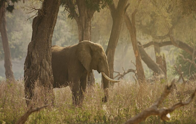 Elephant Found Dead In Odisha Sanctuary, Sixth Death This Month