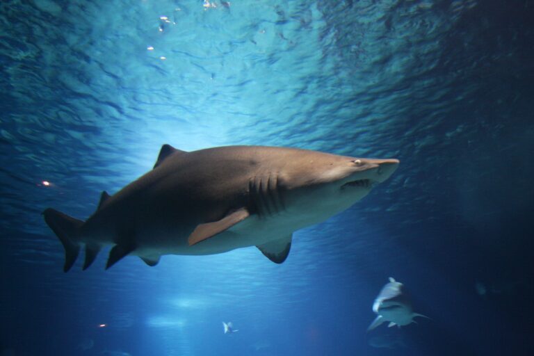 Southern Africa’s most endangered shark just extended its range by 2,000 kilometers