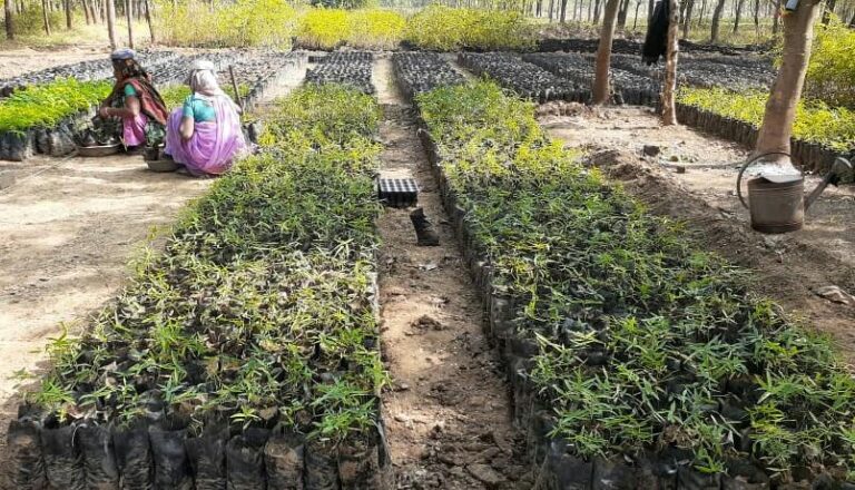 પ્રકૃતિ માતા ના હરિયાળા શણગાર માટે આ પરિવારની મહિલાઓ વન વિભાગ માટે ઉછેરે છે રોપા