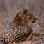 leopard-5317203_1280