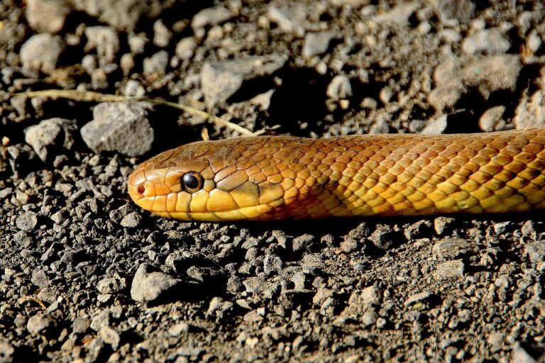 5-foot-long Rat Snake Rescued, Released Back in the Wild