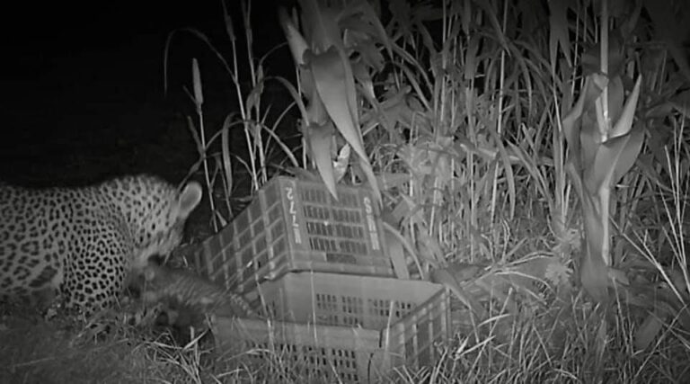 Mother’s Day Special: Reunion with mother of a baby separated from Female Leopard