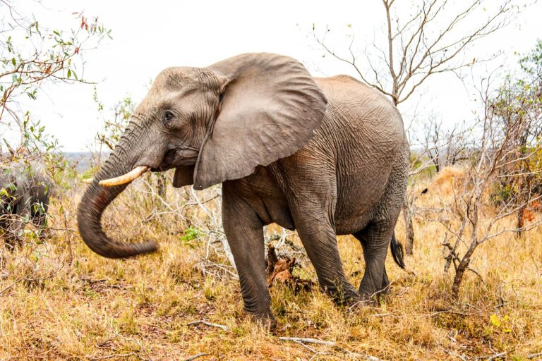 Assam: At least 18 elephants die, likely due to lightning, government launches inquiry