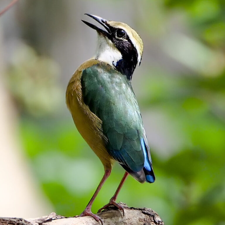 આપણા પક્ષી: જાણો, મેઘધનુષ કરતાં પણ ચઢિયાતો રંગ વૈભવ ધરાવતા આ પક્ષી વિશે 