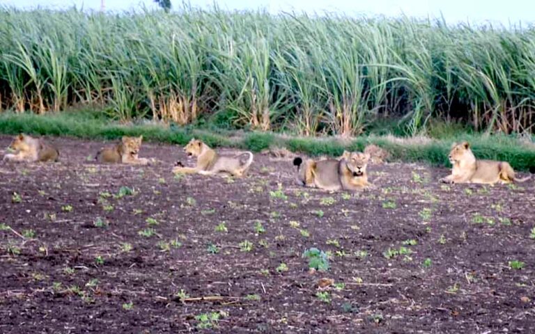 અહિંયા 7 એશિયાટીક સિંહોનું ટોળુ ખુલ્‍લા ખેતરમાં રાજાશાહી અંદાજમાં જોવા મળ્યું