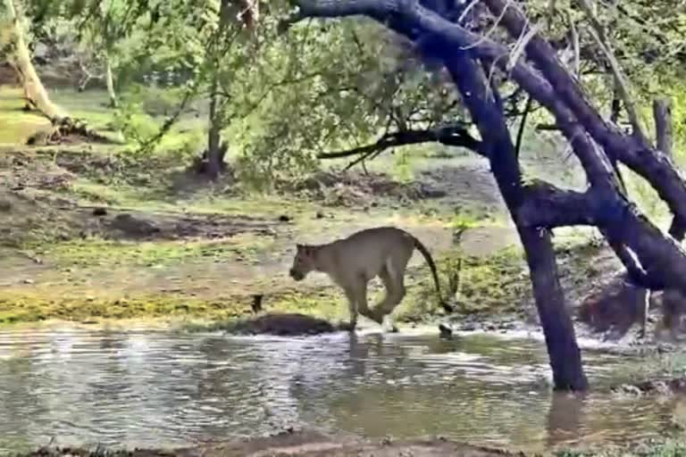 ગીરના જંગલમાં પ્રથમ વરસાદમાં ભરાયેલા પાણીમાં સિંહ બાળના છબછબિયા