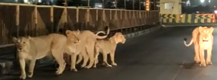 ગુજરાતના આ વિસ્તારમાં એક સાથે 5 એશિયાટીક સિંહો રસ્તા પર લટાર મારતા જોવા મળ્યા