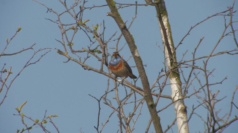 શું તમે જાણો છો ધરતી પર કઈ પ્રજાતિના કેટલા પક્ષીઓ છે?