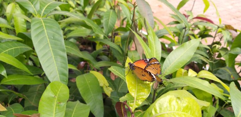 વિશ્વ પ્રકૃતિ દિવસ: યલો પેન્સિ ગ્રાસ યલો ક્યુપીડ બ્લેક રાજા ફર્ગેટ મી નોટ કોમન રોઝ આ બધા કોણ છે એ જાણો છો ?