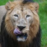 lion-1717133_960_720