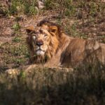 lion-6403274_960_720
