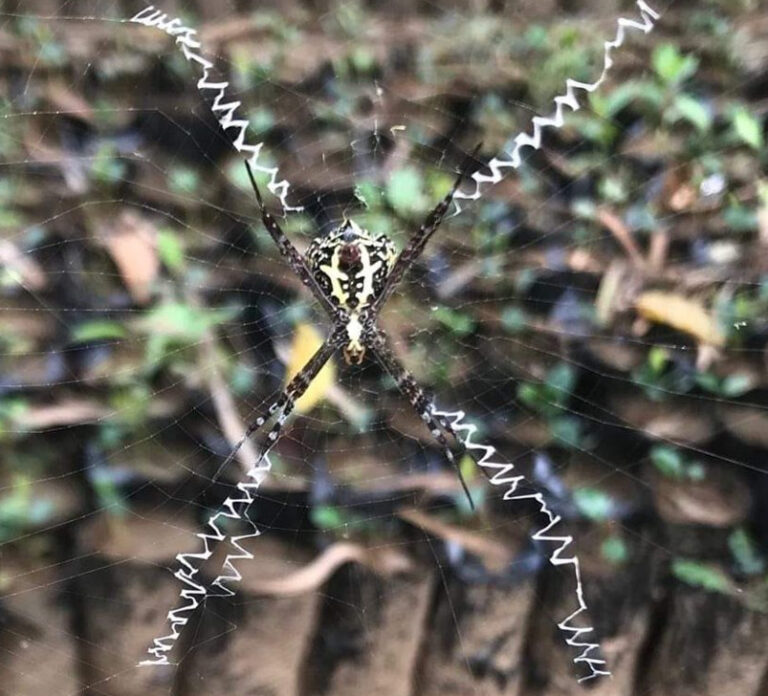 કુદરતની કરામત: સિગ્નેચર સ્પાઇડર કોઈએ સહી કરી હોય એવી જાળ ગુંથે છે