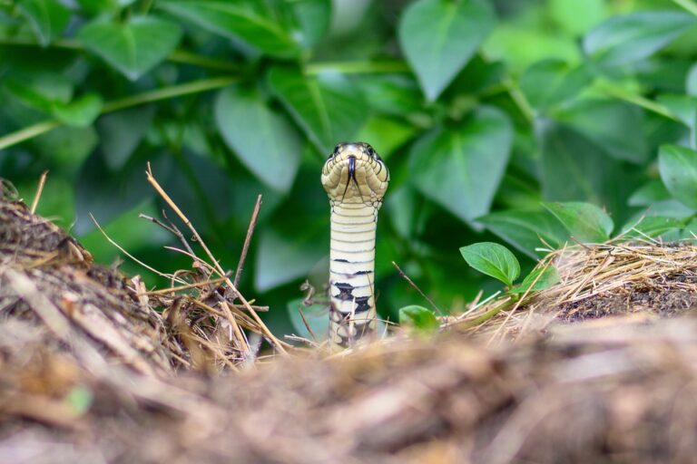 ભારતમાં અસંખ્ય પ્રજાતિના સાપો છે પરંતુ તેમાંથી માત્ર 28 પ્રજાતિ જેટલા સાપ જ ઝેરી