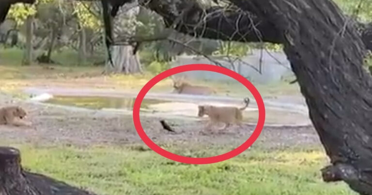 જંગલનો રાજા સિંહને કદી કાગડા નો શિકાર કરતો જોયો છે? નહિ ને તો જુઓ અહિંયા