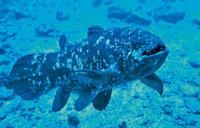 હિન્દ મહાસાગરમાં જોવા મળતી ડાયનોસોરના જમાનાની માછલી: ( Coelacanth ) સીલાકંથ