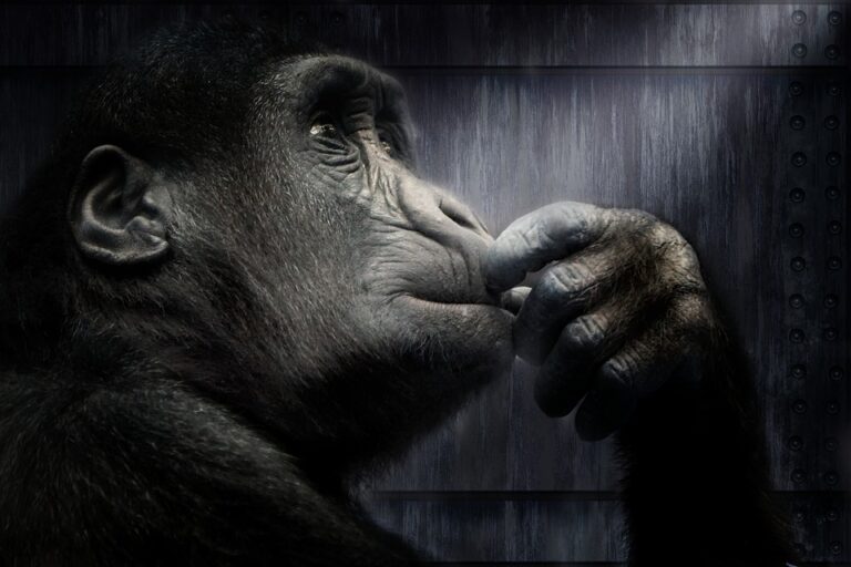 Gorillas can tell human voices apart