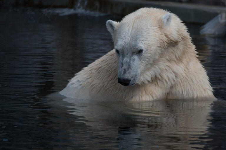 Polar bear diet may indicate prey distribution changes due to climate shifts
