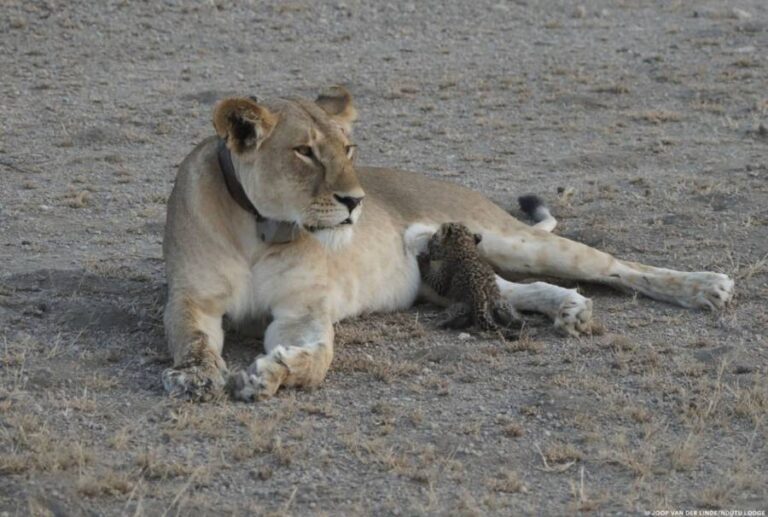 Lion Adopted A Baby Leopard After Losing Her Cub