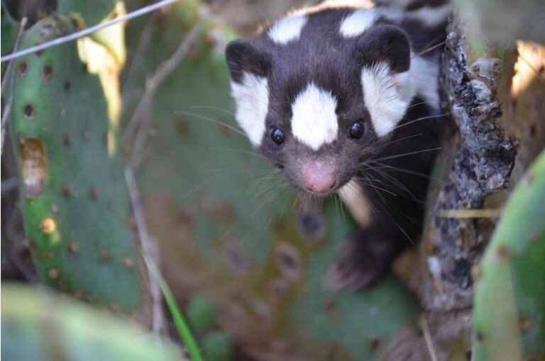 Scientists say there are seven spotted skunks