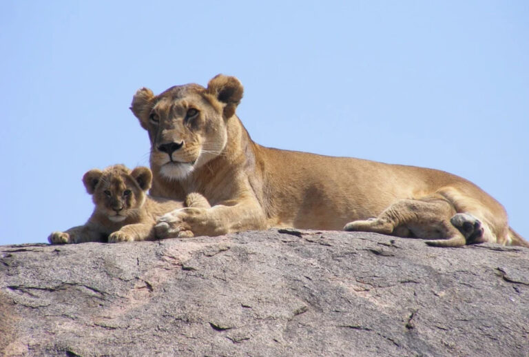 ભાગ્યેજ બનતી ઘટના: આ પ્રાણીસંગ્રહાલયમાં એક સાથે 5 સિંહબાળ અને 5 વરૂ બાળનો પણ થયો જન્મ