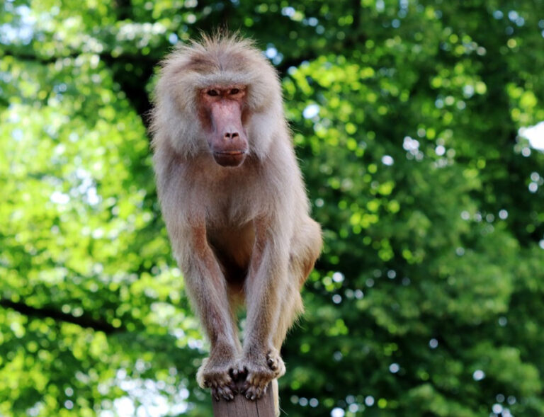 Male and female guinea baboons equally successful as leaders