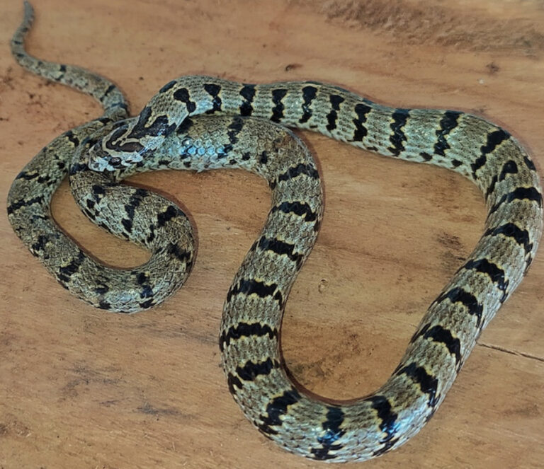A newly discovered snake in the Himalayas found via Instagram