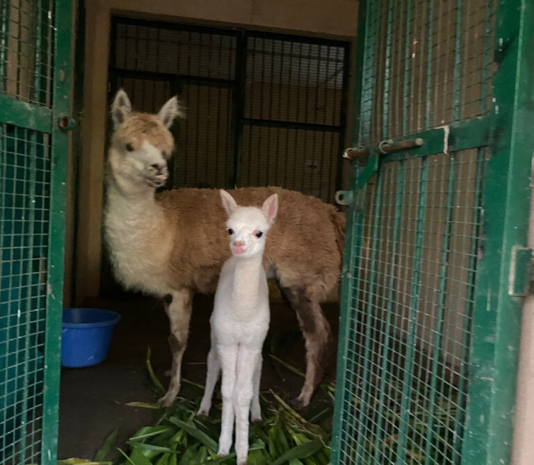 જંગલ સફારીમાં ગુડ ન્યુઝ: દક્ષિણ અમેરિકાના અલ્પાકાએ આપ્યો બચ્ચાને જન્મ