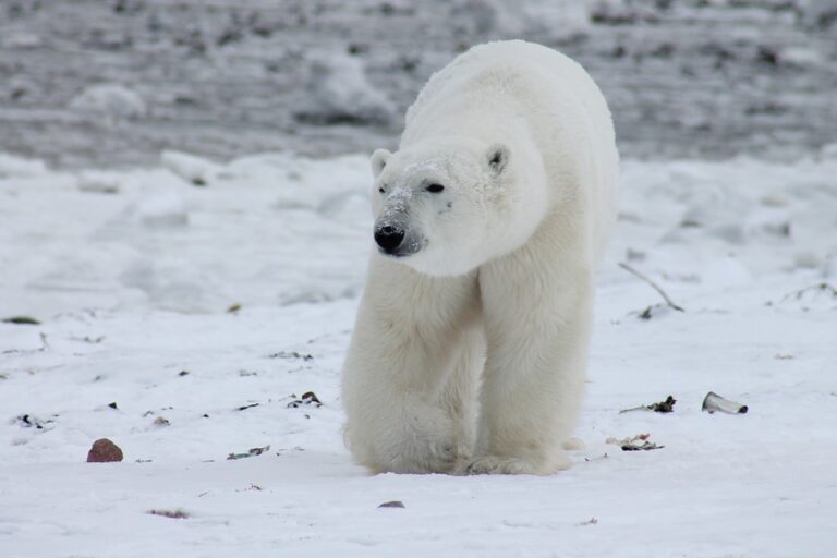 Melting sea ice forces polar bears to travel farther for food