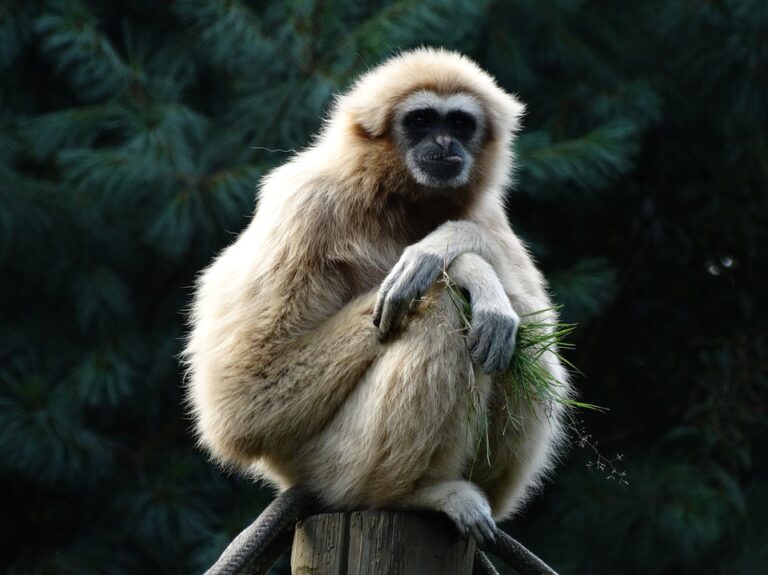 Scientists discover White-handed gibbons that have been evolving in the south of Malaysia