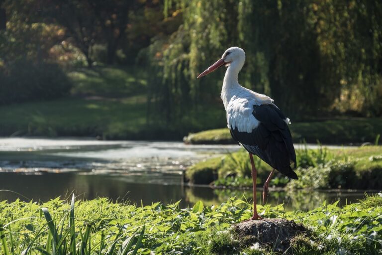 Migratory birds have lighter-colored feathers