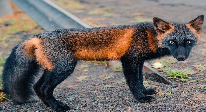 આ દેશમાં જોવા મળ્યુ વિચિત્ર શિયાળ (મેલાનિઝમ ફોક્સ), એકવાર જોઇને તમે પણ ચોંકી જશો