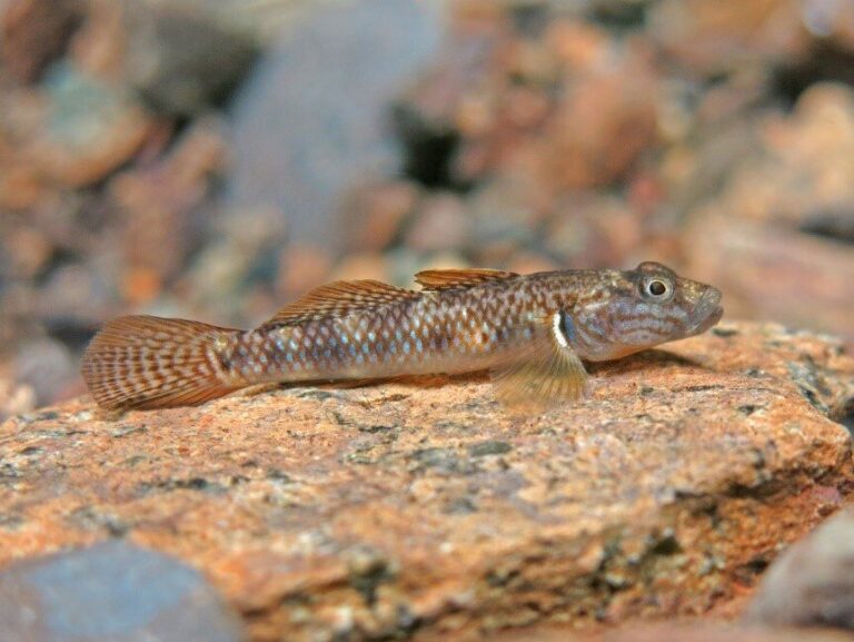 Two new species of freshwater goby fish discovered in Palawan-Philippines
